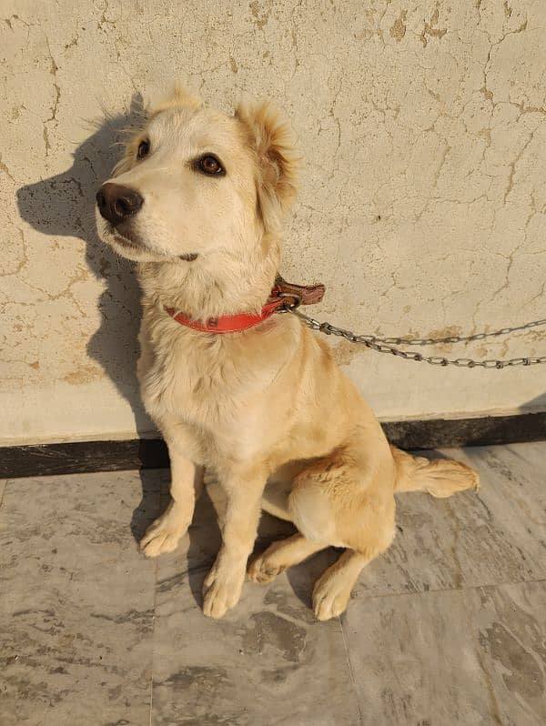 Afghan kuchi 4Month Age 4