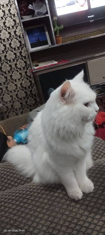 Persian adult white cat . for sale 0