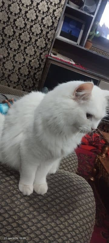 Persian adult white cat . for sale 1