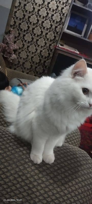 Persian adult white cat . for sale 2