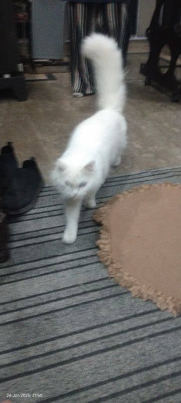 Persian adult white cat . for sale 3