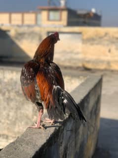 Aseel Hens | Mianwali Aseel | Aseel  | Aseel Hens For Sale