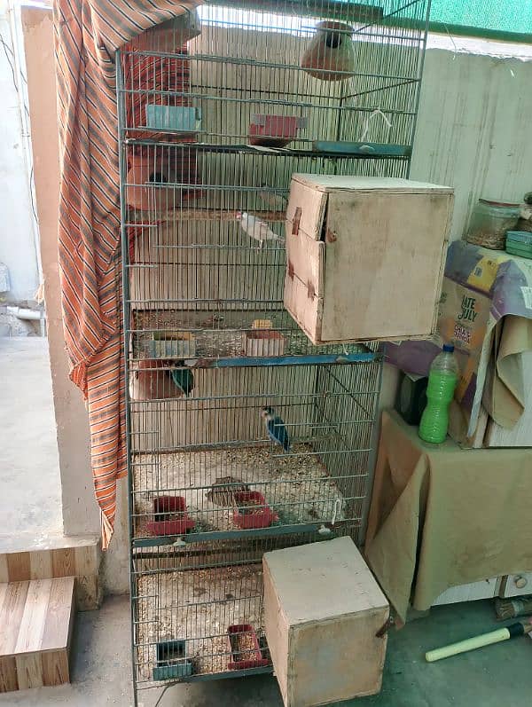 cage and parrot 0