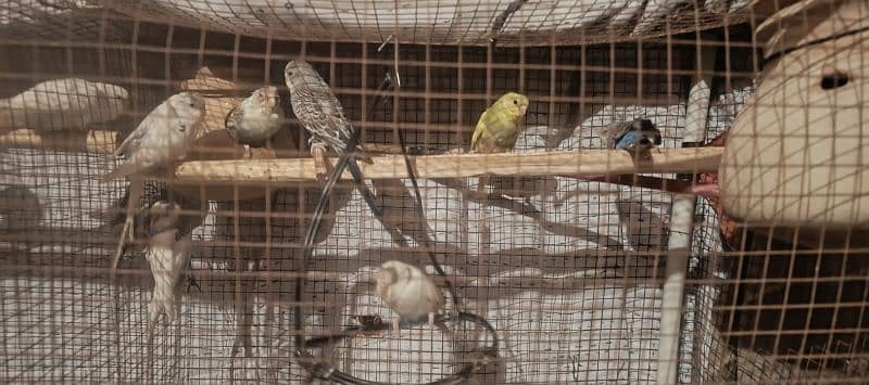 buggies parrots with.  cage for sale 0