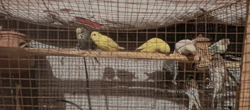 buggies parrots with.  cage for sale 1