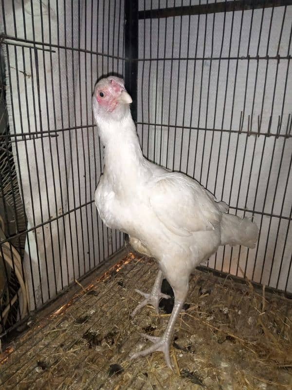 1.5 year paper white female urgent sale 1