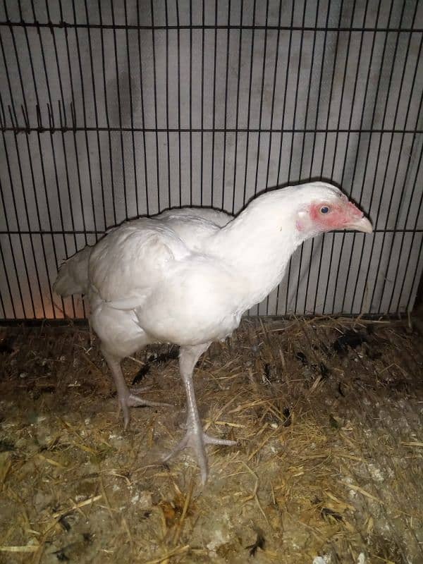 1.5 year paper white female urgent sale 2