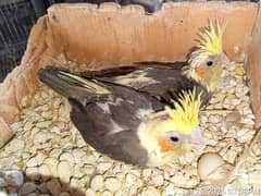 Cockatiel chicks