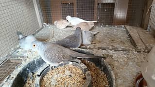 dimiond dove for sell