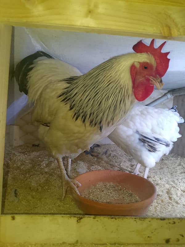 light Sussex breeder pair + lohman brown female & mianwali aseel 2