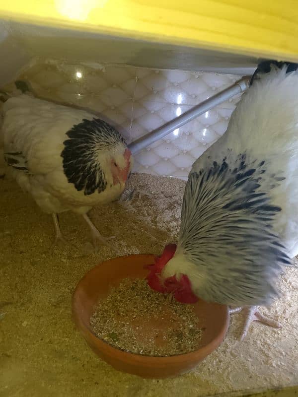 light Sussex breeder pair + lohman brown female & mianwali aseel 3