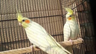 Cocktail breeder pair for sale