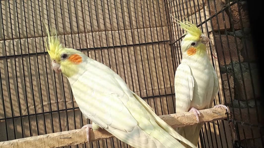 Cocktail breeder pair for sale 0