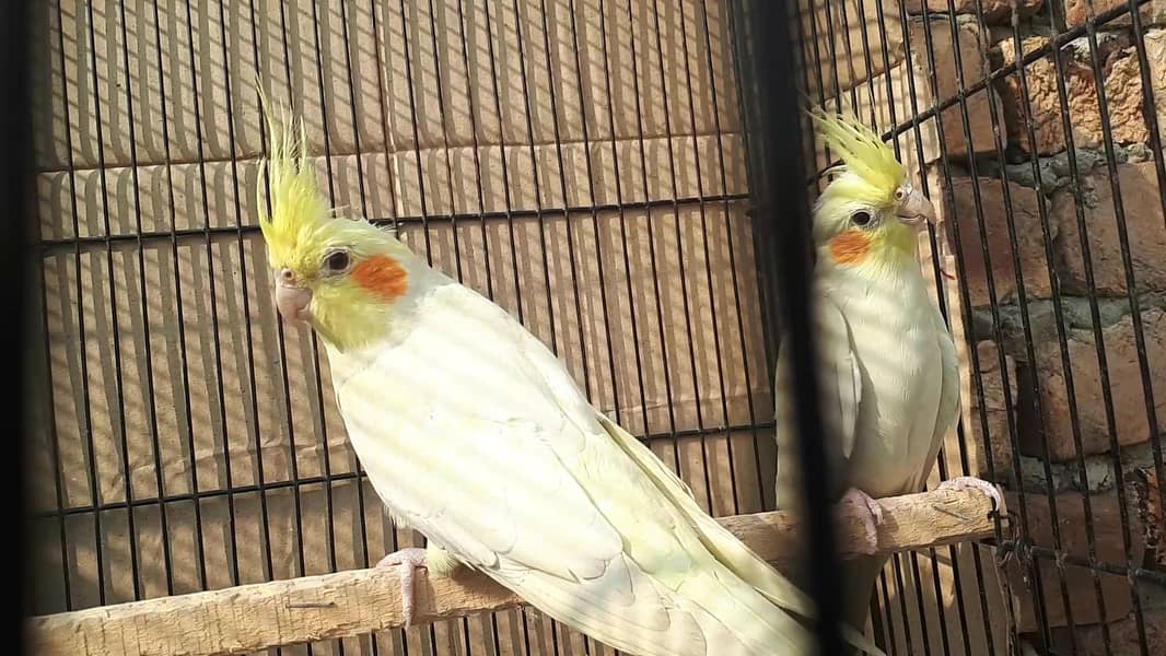 Cocktail breeder pair for sale 1