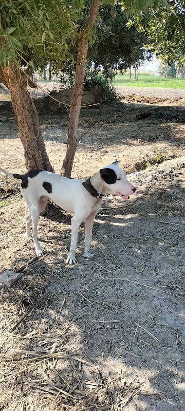 Bully puppy male 10 month age 0