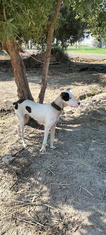 Bully puppy male 10 month age 1