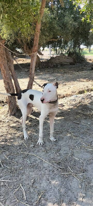 Bully puppy male 10 month age 2