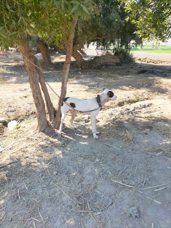 Bully puppy male 10 month age 5