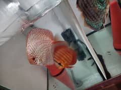 10 paired discus fish