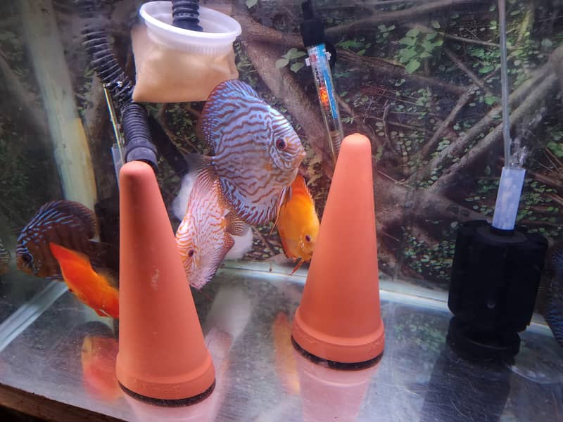 10 paired discus fish 6