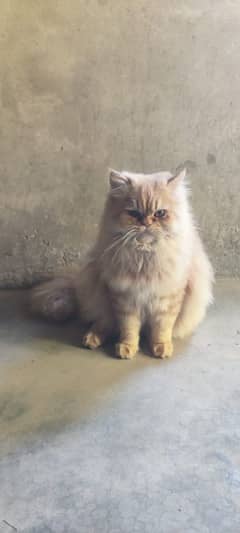 Persian cat male and female pair for sale