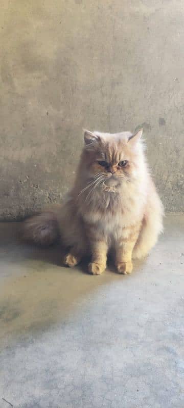 Persian cat male and female pair for sale 0