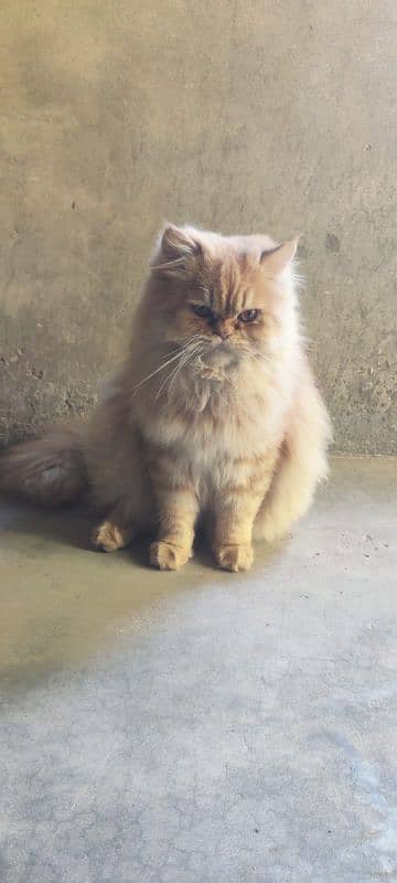 Persian cat male and female pair for sale 1