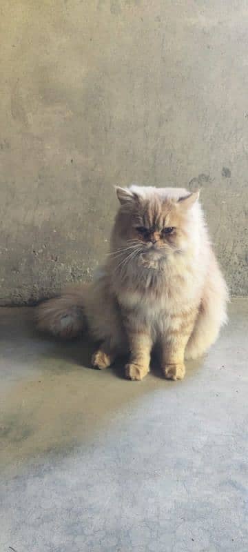 Persian cat male and female pair for sale 2