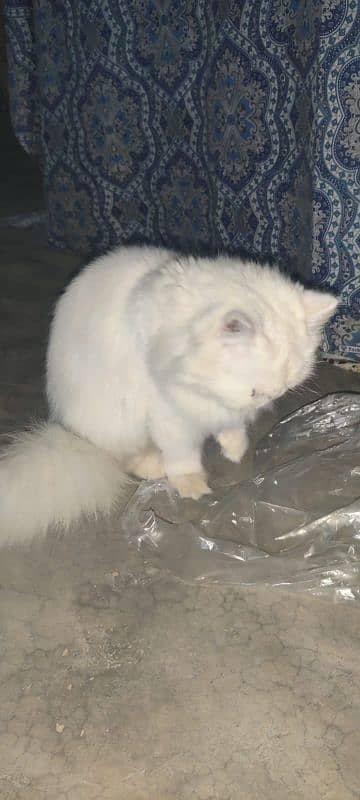 Persian cat male and female pair for sale 3