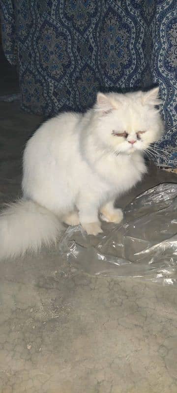 Persian cat male and female pair for sale 4