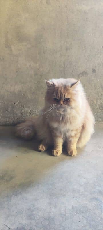 Persian cat male and female pair for sale 5