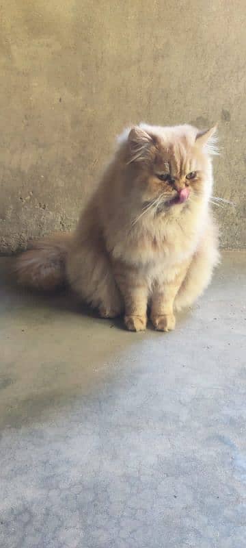 Persian cat male and female pair for sale 6