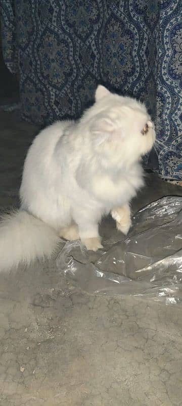 Persian cat male and female pair for sale 7