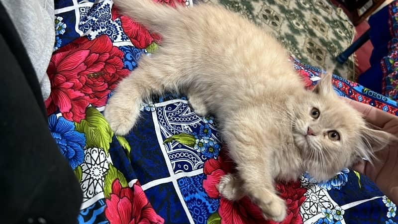 persian kitten long coat 0