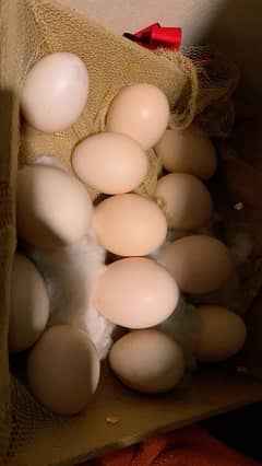 Heera fertile eggs