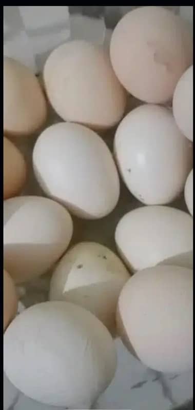 Heera fertile eggs 1