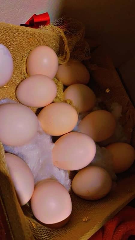 Heera fertile eggs 2