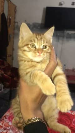 Persian kittens for sale in reasonable price