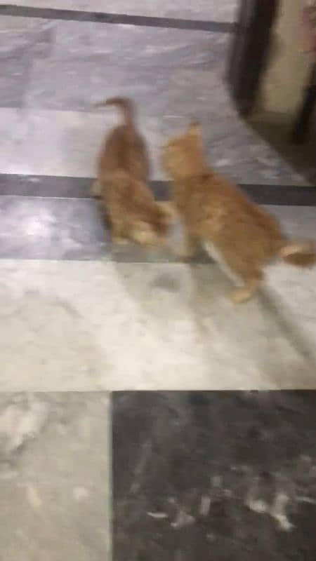 Persian kittens for sale in reasonable price 4