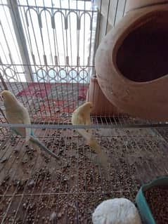 Budgies for sale