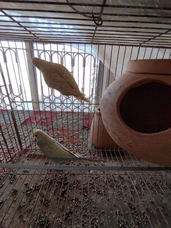 Budgies for sale 1