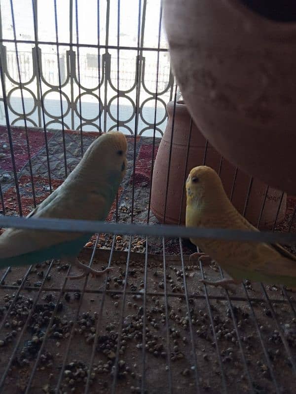 Budgies for sale 2