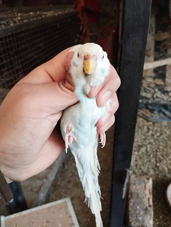 Budgies for sale 9