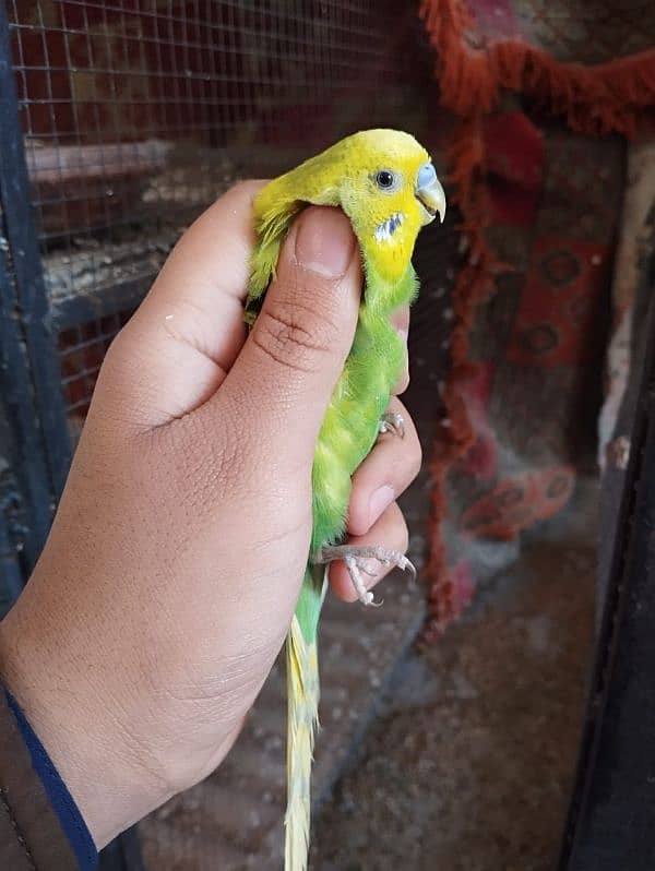 Budgies for sale 15