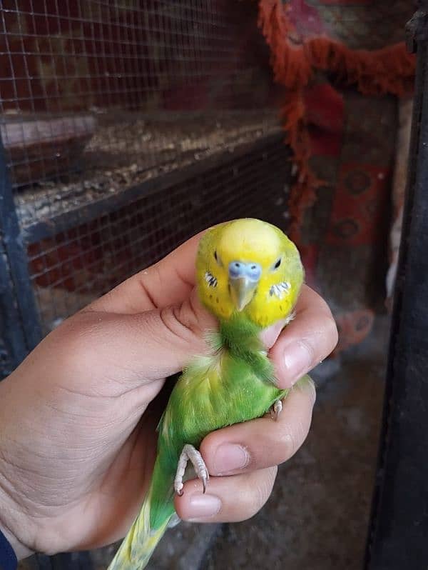 Budgies for sale 16