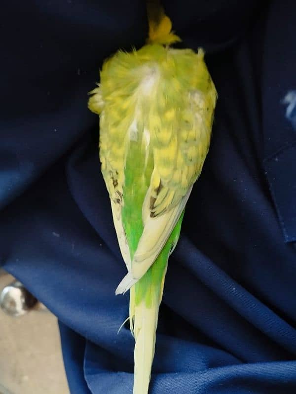 Budgies for sale 17