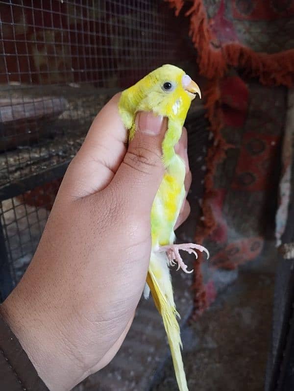 Budgies for sale 18