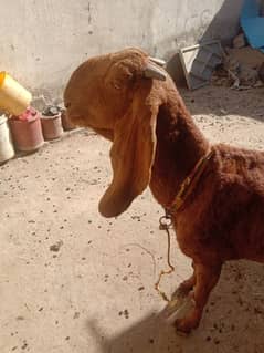 ORIGINAL BAKRI FOR SALE IN MARDAN