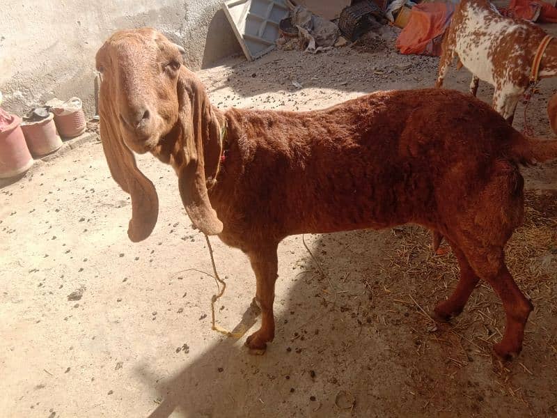 sahiwale BAKRI FOR SALE IN MARDAN 2