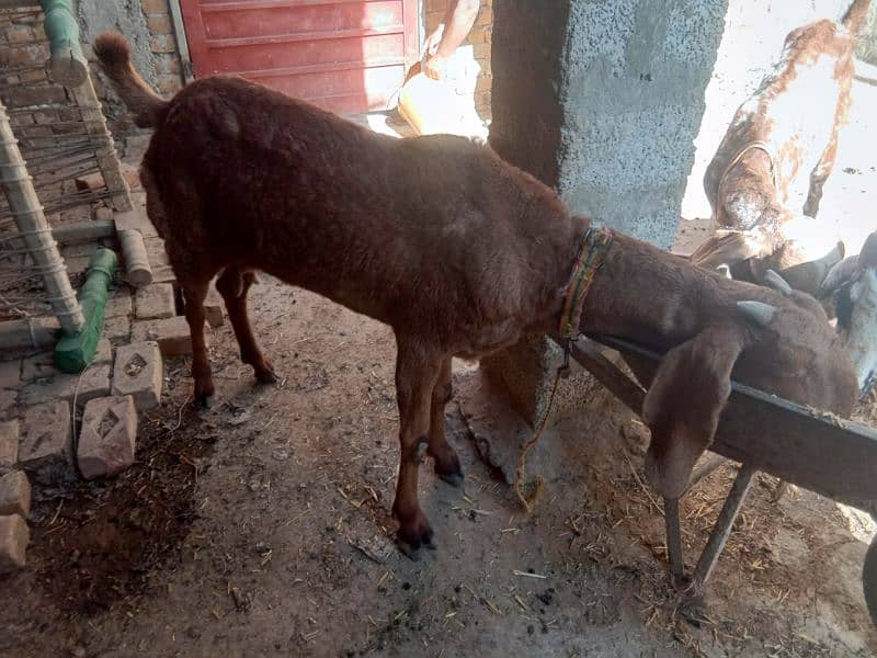 sahiwale BAKRI FOR SALE IN MARDAN 3